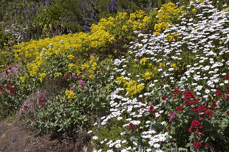 Wildflowers add brilliant colour to a hot, dry clay bank.