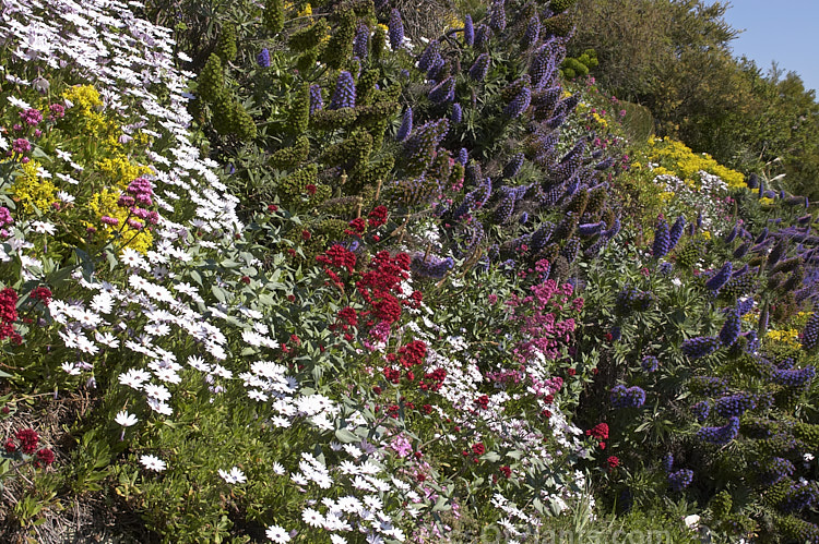 Wildflowers add brilliant colour to a hot, dry clay bank.