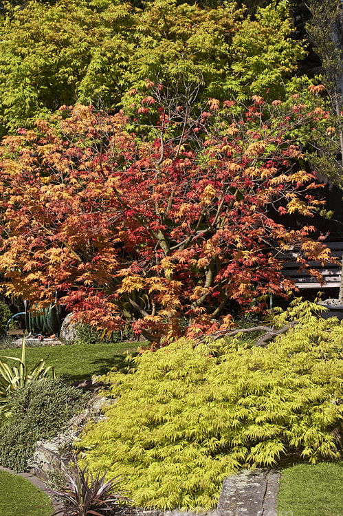 A Japanese style garden.