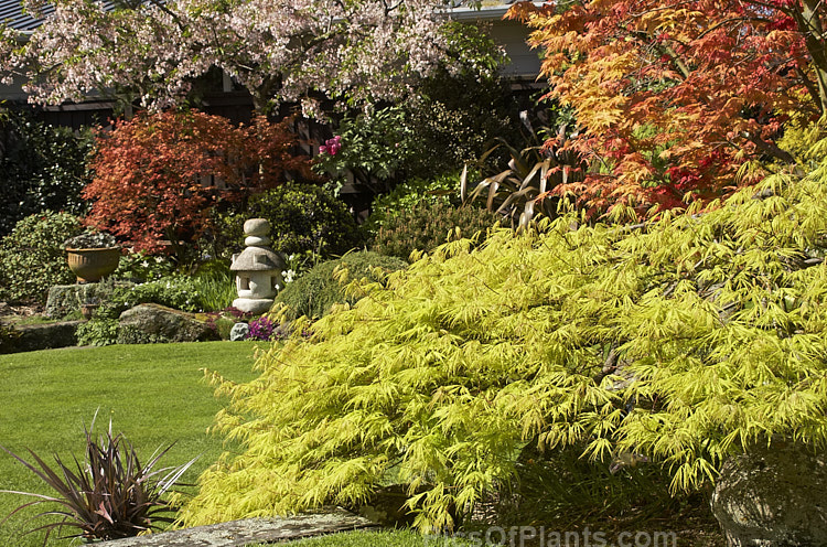 A Japanese style garden.