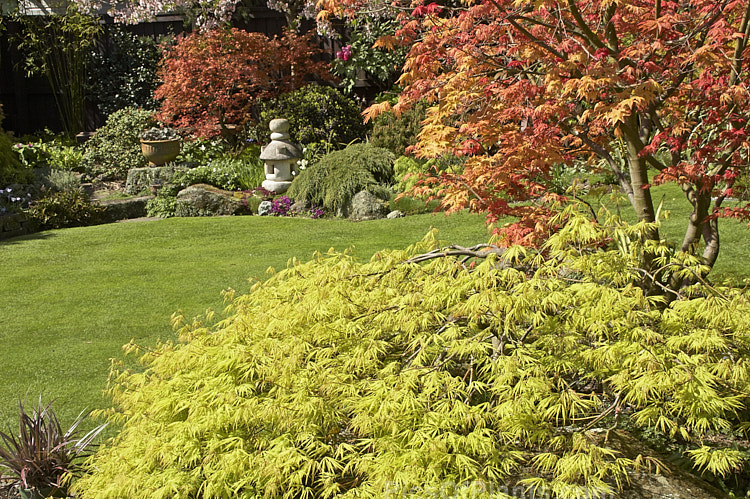 A Japanese style garden.