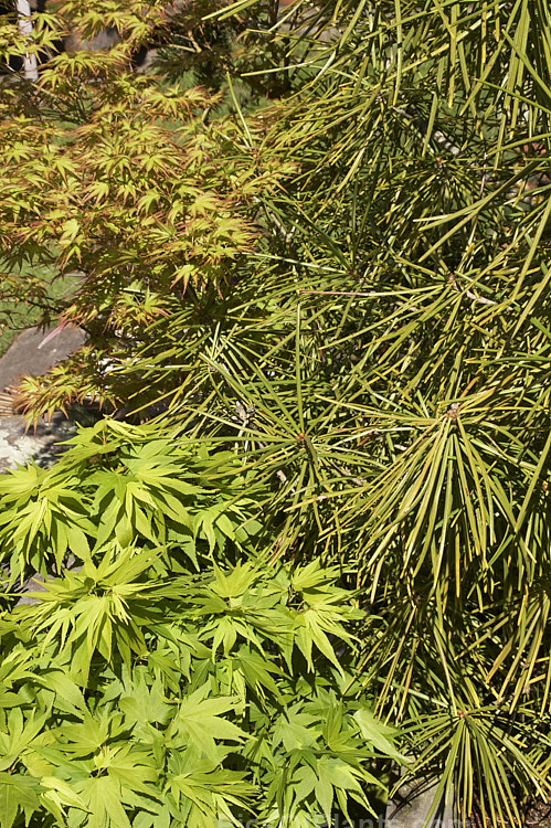 Japanese maples (<i>Acer palmatum</i> cultivars</i>) with a Japanese umbrella pine (<i>Sciadopitys verticillata</i>).