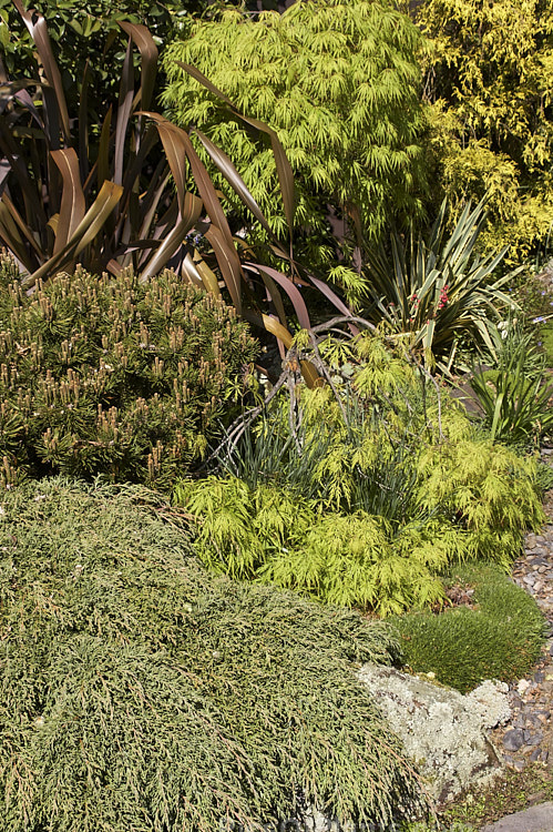 A range of foliage colours and textures in a Japanese style garden.