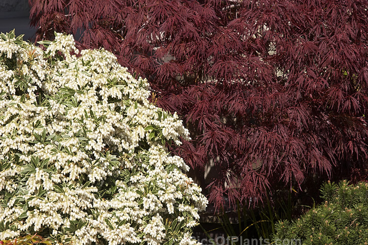 <i>Pieris japonica</i> <i>'Variegata</i> and a Japanese maple (<i>Acer palmatum</i>) cultivar.