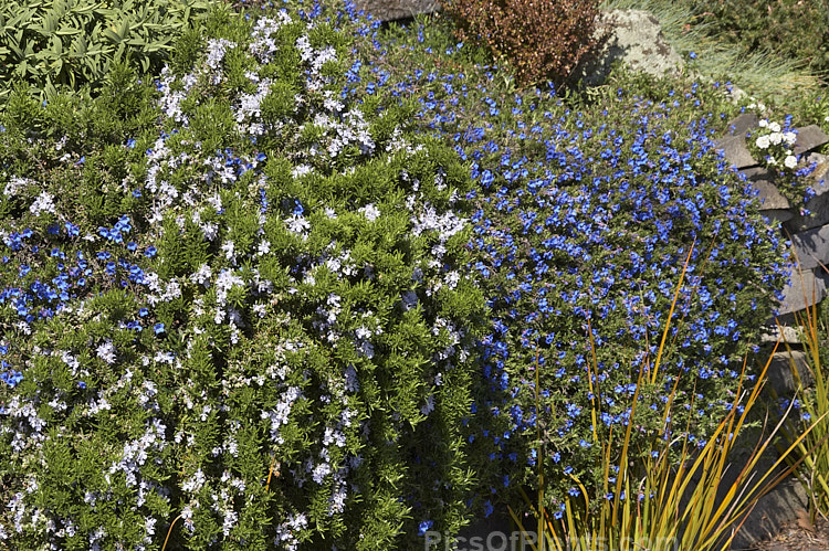 Two spring-flowering, evergreen, prostrate shrubs: <i>Rosmarinus officinalis</i> 'Prostrata' and <i>Lithodora diffusum</i>.