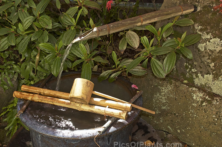 A Japanese style drinking fountain adding a decorative garden touch.