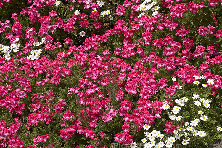 Pelargoniums and Marguerite daisies thriving on a hot, dry bank.