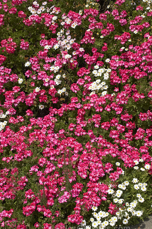 Pelargoniums and Marguerite daisies thriving on a hot, dry bank.