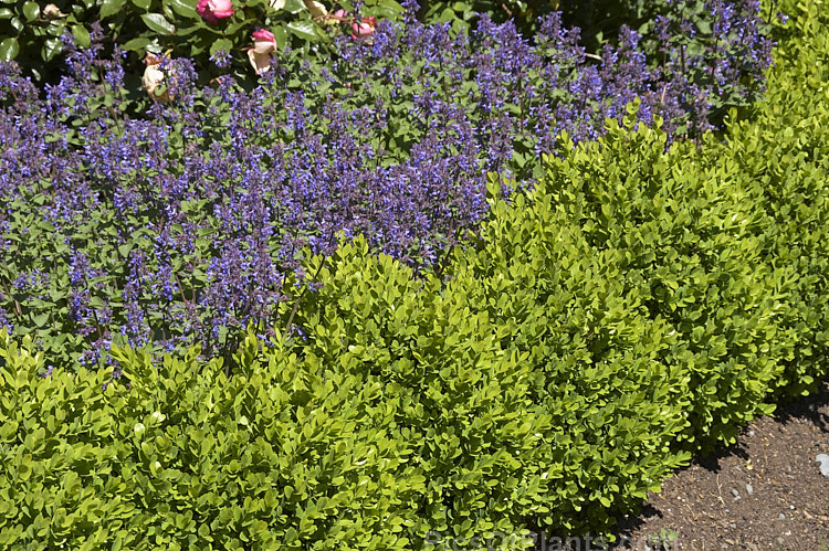 A planting of catmint (<i>Nepeta</i>) behind a low box (<i>Buxus</i>) hedge.