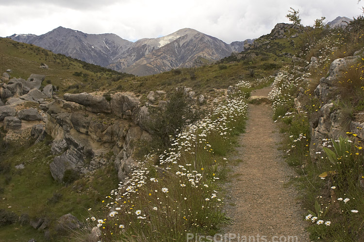 A narrow path in a subalpine limestone region of the eastern South Island, New Zealand. The path is edged with wildflowers, mainly Ox-eye Daisy, Moon Daisy or Marguerite (<i>Leucanthemum vulgare</i>), which is an herbaceous late spring- to summer-flowering perennial up to 1m tall in flower. Originally native to Eurasia, it has now naturalised in many temperate areas. It is known mainly as a wildflower, though forms with variegated foliage or double flowers are occasionally cultivated.