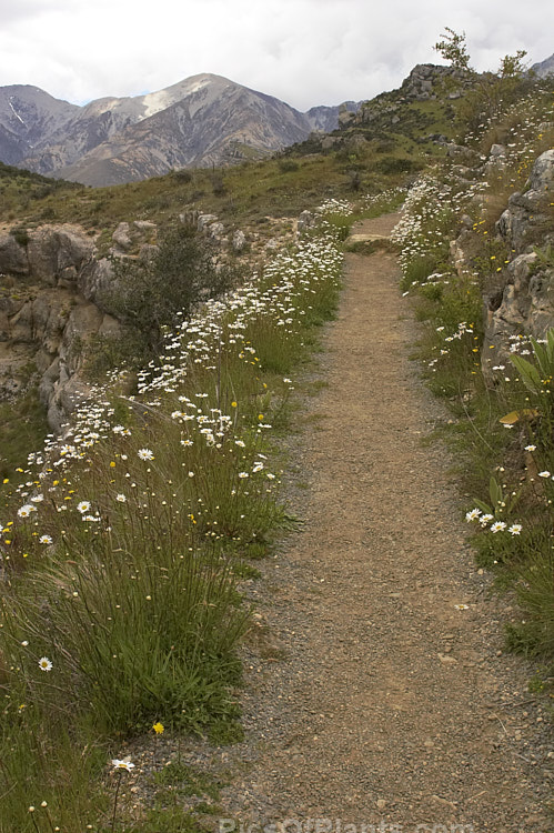 A narrow path in a subalpine limestone region of the eastern South Island, New Zealand. The path is edged with wildflowers, mainly Ox-eye Daisy, Moon Daisy or Marguerite (<i>Leucanthemum vulgare</i>), which is an herbaceous late spring- to summer-flowering perennial up to 1m tall in flower. Originally native to Eurasia, it has now naturalised in many temperate areas. It is known mainly as a wildflower, though forms with variegated foliage or double flowers are occasionally cultivated.