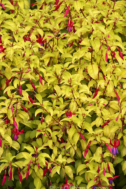 Fuchsia 'Genii', originally named 'Jeane', this is a dense bush with bright yellow green foliage and masses of small single flowers. It has an upright bushy habit. Introduced in 1951 by Reiter of the United States. Order: Myrtales, Family: Onagraceae