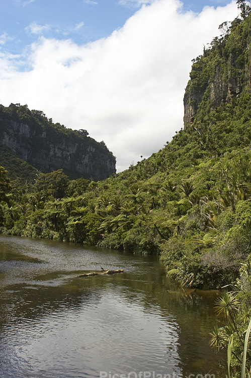 Temperate rainforest along the banks of the Pororari River near Punakaiki, Westland, New Zealand. Among the dominant plants are Southern Beech (<i>Nothofagus</i>), Black Tree Fern (<i>Cyathea medullaris</i>), Nikau Palm (<i>Rhopalostylis sapida</i>) and Cabbage Tree (<i>Cordyline australis</i>).