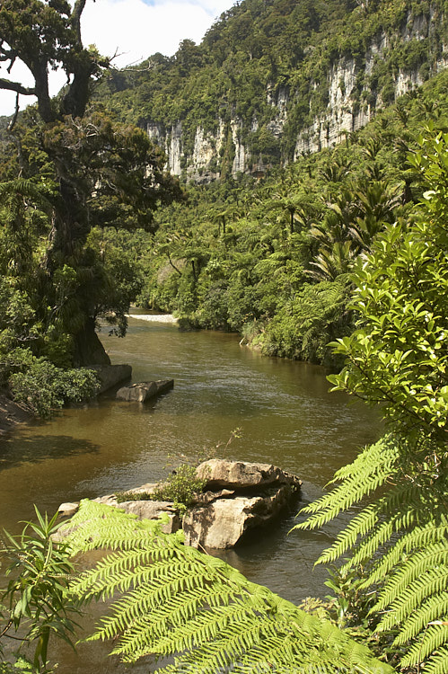 Temperate rainforest along the banks of the Pororari River near Punakaiki, Westland, New Zealand. Among the dominant plants are Southern Beech (<i>Nothofagus</i>), Black Tree Fern (<i>Cyathea medullaris</i>), Nikau Palm (<i>Rhopalostylis sapida</i>) and Cabbage Tree (<i>Cordyline australis</i>).