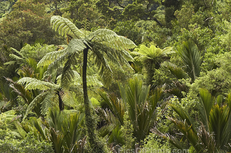 Temperate rainforest along the banks of the Pororari River near Punakaiki, Westland, New Zealand. Among the dominant plants are Southern Beech (<i>Nothofagus</i>), Black Tree Fern (<i>Cyathea medullaris</i>), Nikau Palm (<i>Rhopalostylis sapida</i>) and Cabbage Tree (<i>Cordyline australis</i>).