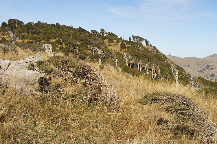 Trees and shrubs at the top of Western Valley, Banks Peninsula, New Zealand showing the sculpting effect of the strong, cold southerly wind that often lashes these exposed hilltops. Note how even the small shrubs in the foreground have assumed the same general shape as the background trees.