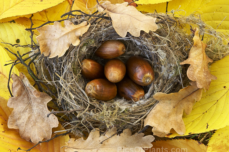 Acorns, oak leaves and a fallen birds nest on yellow elm leaves.