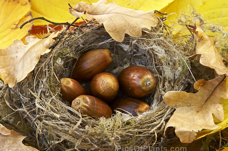 Acorns, oak leaves and a fallen birds nest on yellow elm leaves.