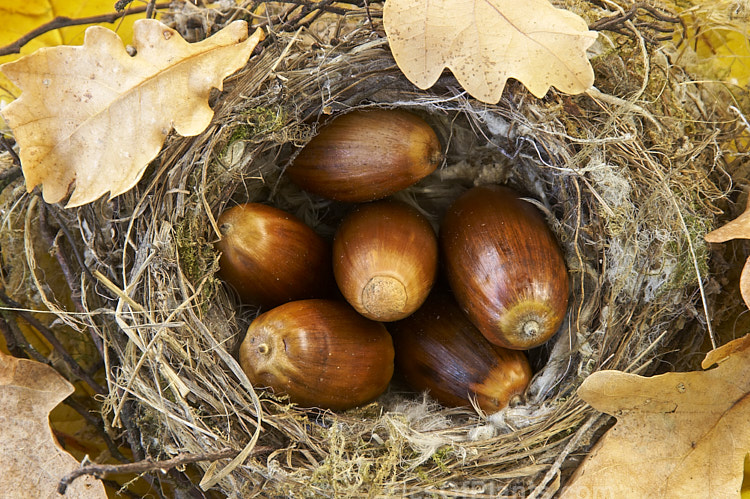 Acorns, oak leaves and a fallen birds nest on yellow elm leaves.