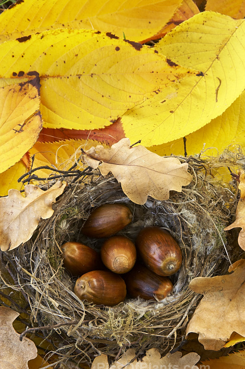 Acorns, oak leaves and a fallen birds nest on yellow elm leaves.