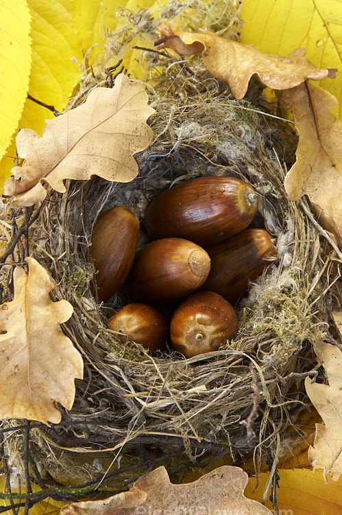 Acorns, oak leaves and a fallen birds nest on yellow elm leaves.