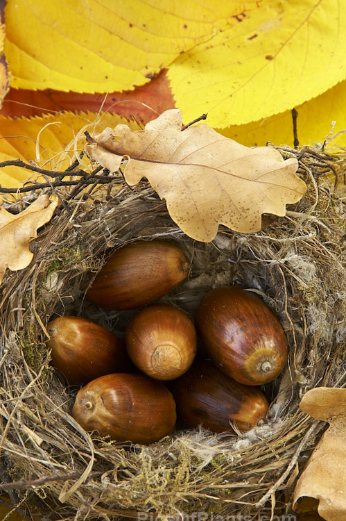 Acorns, oak leaves and a fallen birds nest on yellow elm leaves.