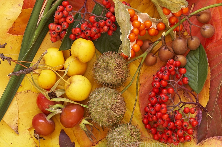 Rose hips, pyracantha berries, iris fruits, callery pears and plane achenes on autumn leaves.