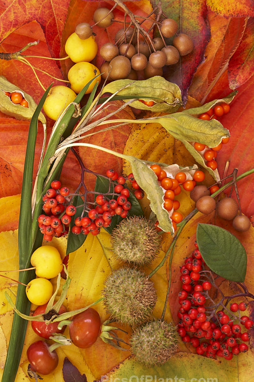 Rose hips, pyracantha berries, iris fruits, callery pears and plane achenes on autumn leaves.