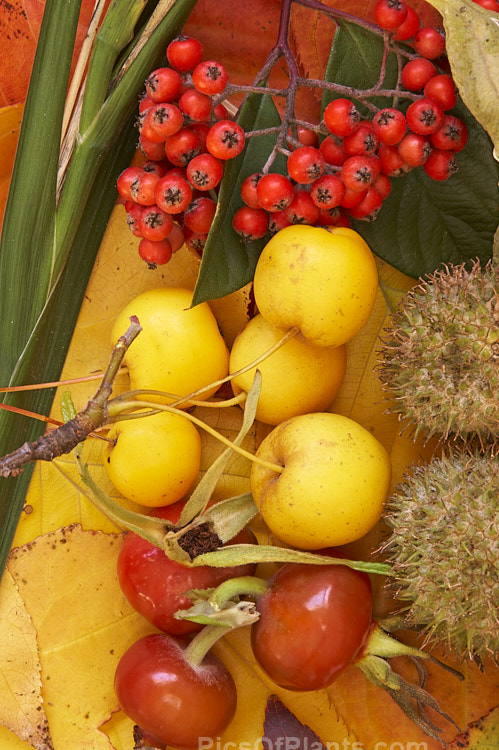 Rose hips, pyracantha berries, iris fruits, callery pears and plane achenes on autumn leaves.