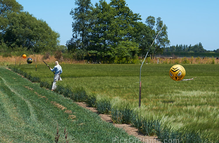 Bird scarers and a scarecrow being used to deter birds from pecking at a trial wheat crop. Every year birds destroy vast amounts of crops.