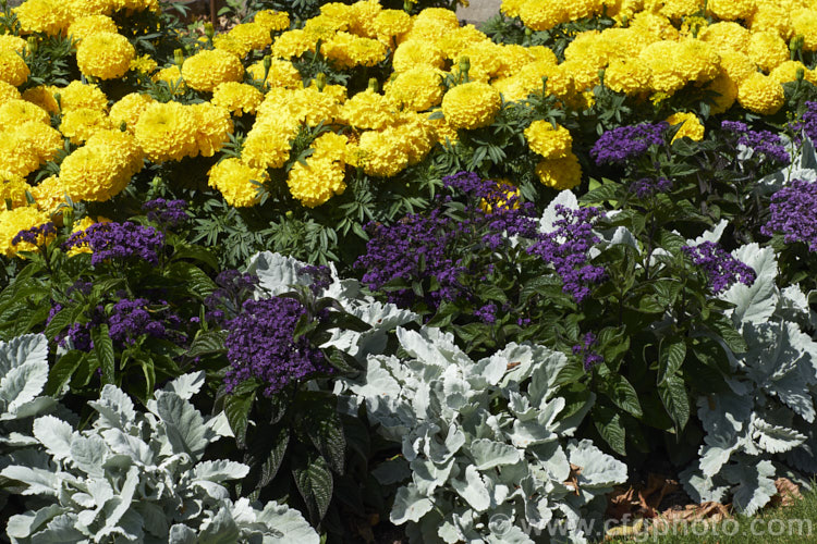 Image of Marigolds and heliotrope