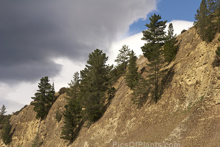 Pines clinging to an extremely steep and rocky cliff.