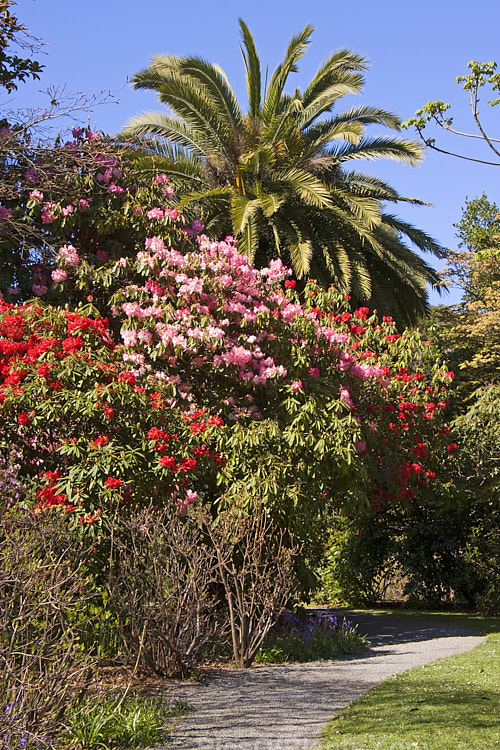 A pathway through rhododendrons and azaleas.