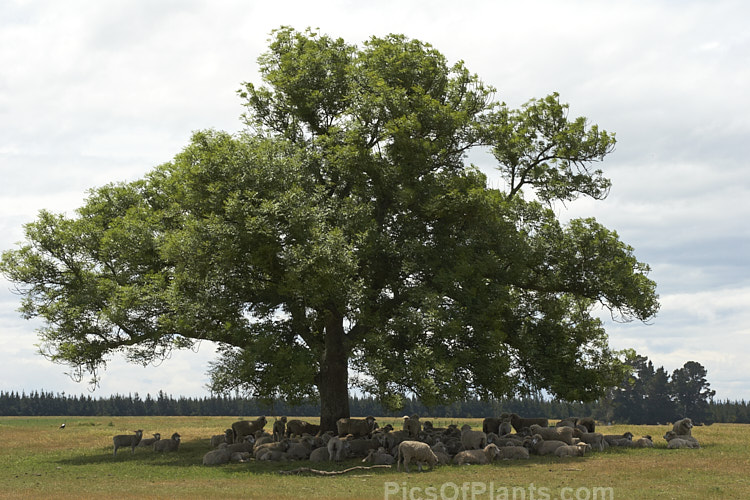 Sheep seeking the cool shade of a large oak (<i>Quercus robus</i>) on a hot summer's day.