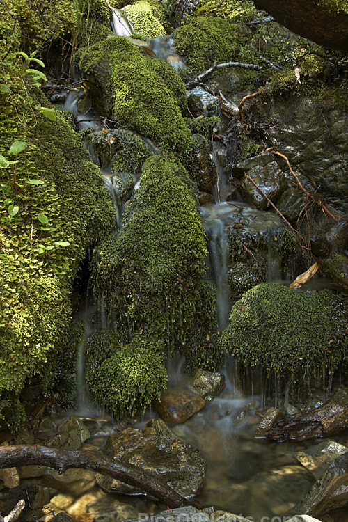 Moss-covered rocks in a small stream on the floor of a temperate rainforest. Westland, New Zealand.