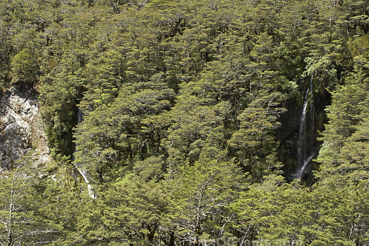 An area of alpine forest, predominantly Southern Beech (<i>Nothofagus</i>), with many small waterfall running through it. Arthurs Pass, Canterbury, New Zealand.