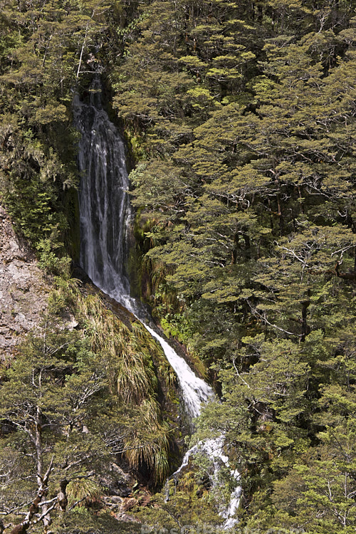 An area of alpine forest, predominantly Southern Beech (<i>Nothofagus</i>), with many small waterfall running through it. Arthurs Pass, Canterbury, New Zealand.