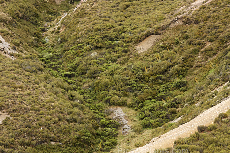 A patch of dense New Zealand South Island subalpine vegetation alongside a small mountain stream. The larger plants include <i>Dracophyllum</i> scrub, <i>Veronica</i> (<i>Hebe</i>) and <i>Aciphylla</i>.