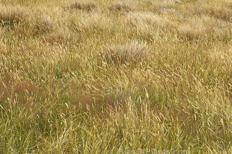 High country New Zealand grasses, a major component of the subalpine vegetation.