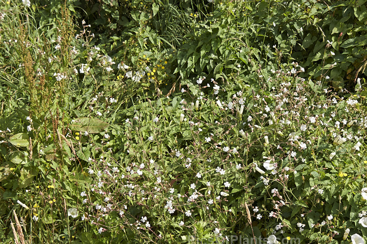 An assortment of common temperate climate summer weeds.