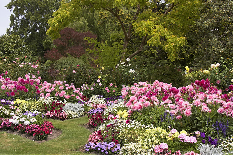 Late summer flower beds, with dahlias, <i>Nicotiana</i>, <i>Ageratum</i>, <i>Dianthus</i> and others.