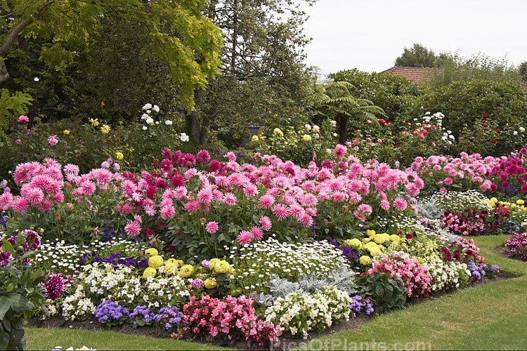 Late summer flower beds, with dahlias, <i>Nicotiana</i>, <i>Ageratum</i>, <i>Dianthus</i> and others.