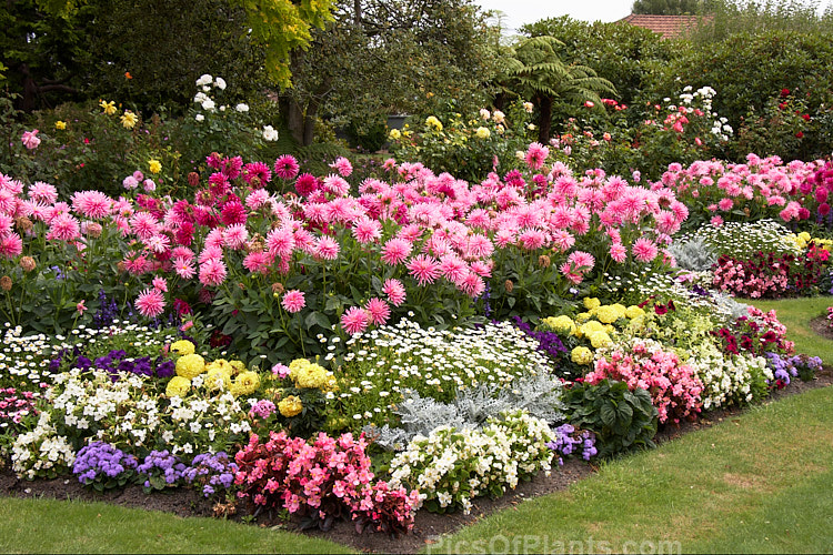 Late summer flower beds, with dahlias, <i>Nicotiana</i>, <i>Ageratum</i>, <i>Dianthus</i> and others.