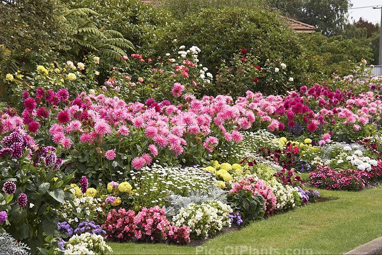 Late summer flower beds, with dahlias, <i>Nicotiana</i>, <i>Ageratum</i>, <i>Dianthus</i> and others.