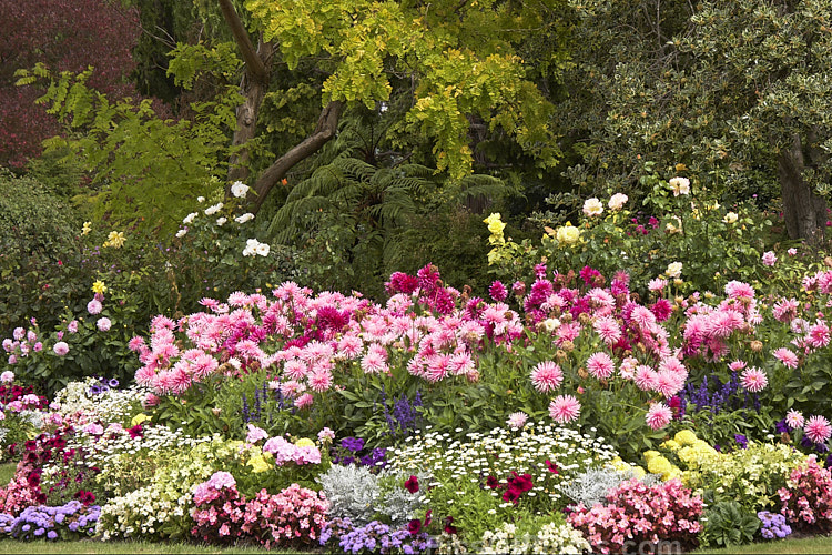 Late summer flower beds, with dahlias, <i>Nicotiana</i>, <i>Ageratum</i>, <i>Dianthus</i> and others.