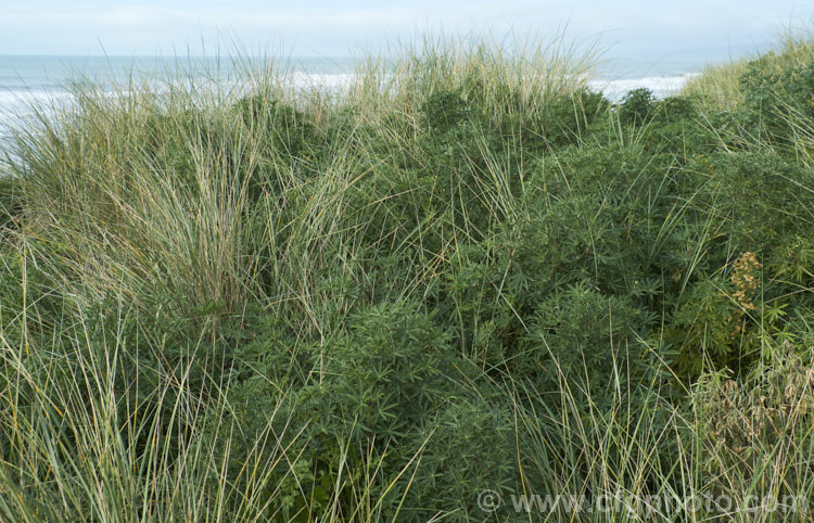 Typical coastal vegetation of thee sand dunes of the east coast of New Zealand's South Island, the bulk of which is composed of the introduced marram grass (<i>Ammophila arenaria</i>) and tree lupin (<i>Lupinus arboreus</i>). These plants, deliberately introduced to stabilise the dunes, have large supplanted the native vegetation in many areas.