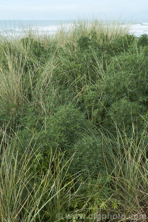 Typical coastal vegetation of thee sand dunes of the east coast of New Zealand's South Island, the bulk of which is composed of the introduced marram grass (<i>Ammophila arenaria</i>) and tree lupin (<i>Lupinus arboreus</i>). These plants, deliberately introduced to stabilise the dunes, have large supplanted the native vegetation in many areas.