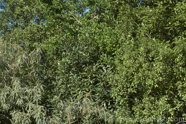 A selection of the foliage of several distinctive New Zealand native plants. At the lower left is Sophora tetraptera, directly above that is Coprosma repens, beside that is Pittosporum tenuifolium and at the top right is Pittosporum eugenioides and in the centre is Pseudopanax crassifolius in its near-mature foliage phase.