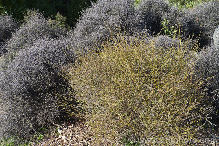 The orange-brown stems of Coprosma virescens stand out clearly against the tangled dull grey twigs of Corokia cotoneaster. These two divaricating shrubs occur naturally on the Port Hills near. Christchurch, New Zealand, where this photograph was taken.