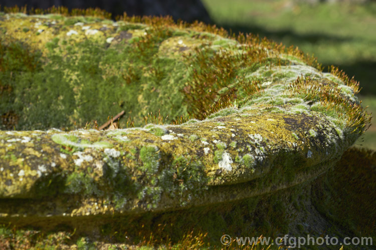 Part of a dense covering of mosses and lichens on an old limestone garden urn. Many of the mosses are bearing their spore capsules.